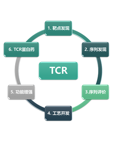 TCR蛋白药